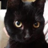 3月16日に新田店に参加する猫びよりの保護猫11