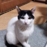 3月16日に新田店に参加する猫びよりの保護猫13