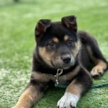 3月23日の新田店に参加する命こそ宝の保護猫01