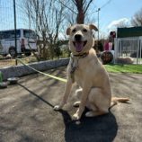 3月23日の新田店に参加する命こそ宝の保護猫02