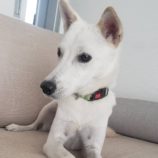 3月23日の新田店に参加する命こそ宝の保護猫03