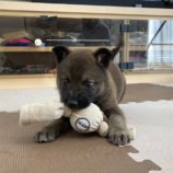 3月23日の新田店に参加する命こそ宝の保護猫04