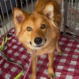 3月23日の新田店に参加する命こそ宝の保護猫05