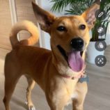 3月23日の新田店に参加する命こそ宝の保護猫06