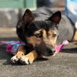 3月23日の新田店に参加する命こそ宝の保護猫08