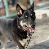 3月23日の新田店に参加する命こそ宝の保護猫09