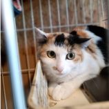 3月30日の小山店に参加するにゃんこの大冒険の保護猫01