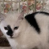 3月30日の小山店に参加するにゃんこの大冒険の保護猫02