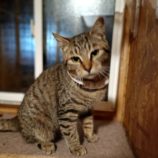 3月30日の小山店に参加するにゃんこの大冒険の保護猫03