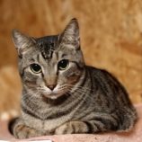 3月30日の小山店に参加するにゃんこの大冒険の保護猫04