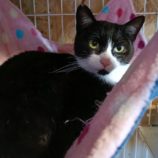 3月30日の小山店に参加するにゃんこの大冒険の保護猫05