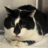 3月30日の小山店に参加するにゃんこの大冒険の保護猫06