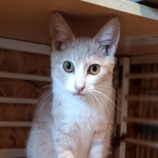 3月30日の小山店に参加するにゃんこの大冒険の保護猫07