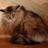 3月30日の小山店に参加するにゃんこの大冒険の保護猫08