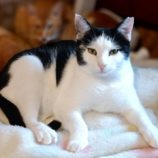 3月30日の小山店に参加するにゃんこの大冒険の保護猫09