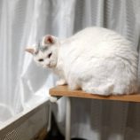 3月30日の小山店に参加するにゃんこの大冒険の保護猫10