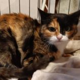 3月30日の小山店に参加するにゃんこの大冒険の保護猫11