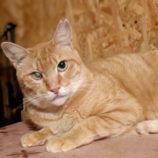 3月30日の小山店に参加するにゃんこの大冒険の保護猫12