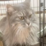 3月15日の八千代店に参加する花ねこ千葉の保護猫01