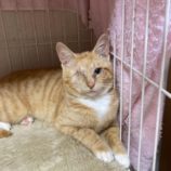 3月15日の八千代店に参加する花ねこ千葉の保護猫02