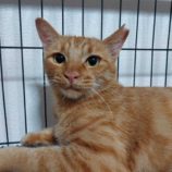 3月15日の八千代店に参加する花ねこ千葉の保護猫03