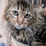 3月15日の八千代店に参加する花ねこ千葉の保護猫06