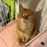 3月15日の八千代店に参加する花ねこ千葉の保護猫07