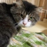 3月15日の八千代店に参加する花ねこ千葉の保護猫08