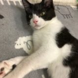 3月15日の八千代店に参加する花ねこ千葉の保護猫10