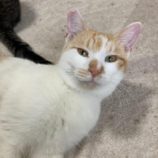 3月15日の八千代店に参加する花ねこ千葉の保護猫11