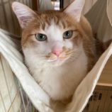 3月15日の八千代店に参加する花ねこ千葉の保護猫12