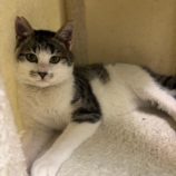 3月15日の八千代店に参加する花ねこ千葉の保護猫14