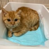 3月15日の八千代店に参加する花ねこ千葉の保護猫15