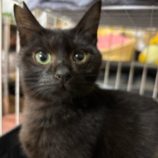 3月15日の八千代店に参加する花ねこ千葉の保護猫16