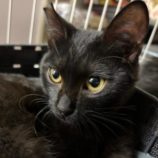 3月15日の八千代店に参加する花ねこ千葉の保護猫17