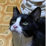 3月15日の八千代店に参加する花ねこ千葉の保護猫18