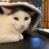 4月6日の八千代店に参加する美浜ねこの会の保護猫01