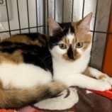 4月6日の八千代店に参加する美浜ねこの会の保護猫02