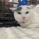 4月6日の八千代店に参加する美浜ねこの会の保護猫03