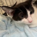 4月6日の八千代店に参加する美浜ねこの会の保護猫04