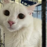 4月6日の八千代店に参加する美浜ねこの会の保護猫05