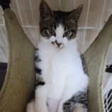 4月6日の八千代店に参加する美浜ねこの会の保護猫07