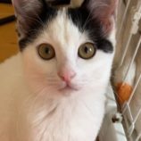 4月6日の八千代店に参加する美浜ねこの会の保護猫09