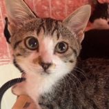 4月6日の八千代店に参加する美浜ねこの会の保護猫12