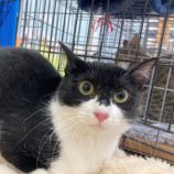 4月6日の八千代店に参加する美浜ねこの会の保護猫13