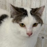 3月23日の吉岡店に参加する猫のへやの保護猫03