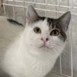 3月23日の吉岡店に参加する猫のへやの保護猫04