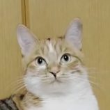 3月23日の吉岡店に参加する猫のへやの保護猫06