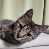 3月23日の吉岡店に参加する猫のへやの保護猫07