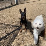 4月6日の瑞穂店に参加するドックファムの保護犬02